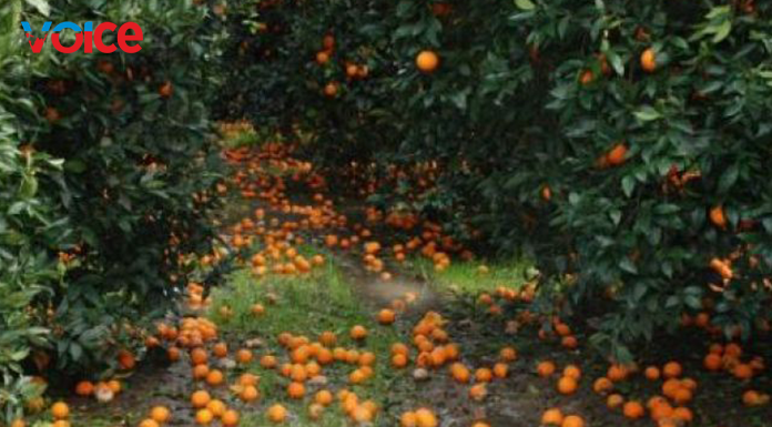 Narenciyede meydana gelen dolu zararı sonuçları hazırlandı