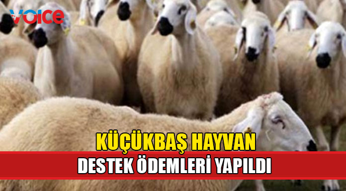 2021 yılı I. Taksit Küçükbaş Hayvan Başı Destek ödemesi yapıldı