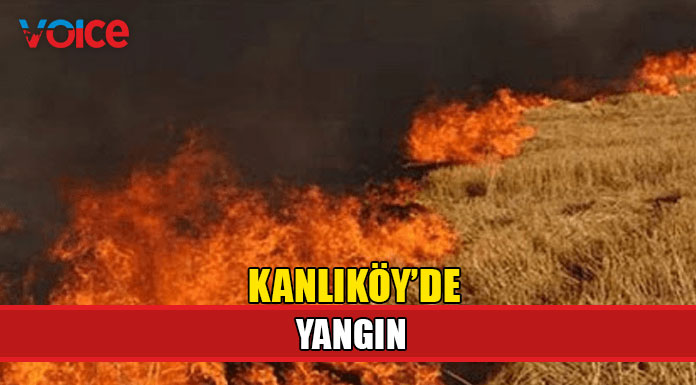 15 dönüm biçilmemiş arpa yandı