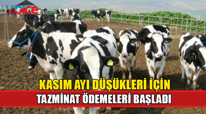 Büyükbaş düşükleri için tazminat ödemeleri başladı