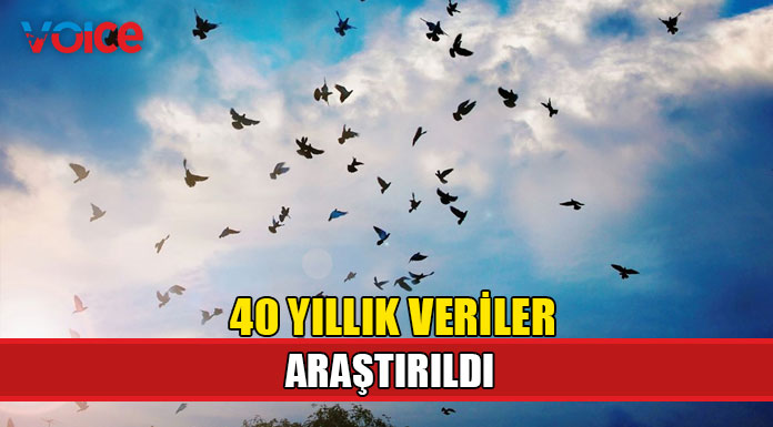 Milyonlarca göçmen kuşun hayatını kurtarmanın yolu çok basit