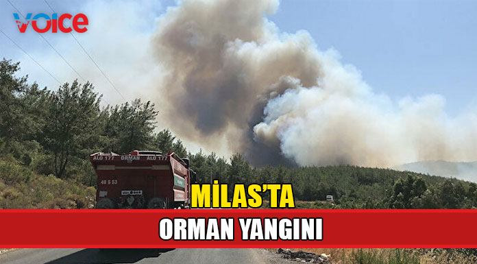 Yangın havadan ve karadan müdahaleyle söndürülmeye çalışılıyor