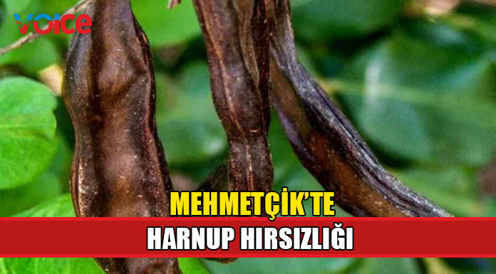Mehmetçik'te harnup hırsızlığı!