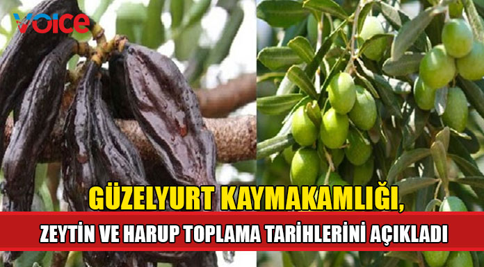 Güzelyurt Kaymakamlığı, zeytin ve harup toplama tarihlerini açıkladı
