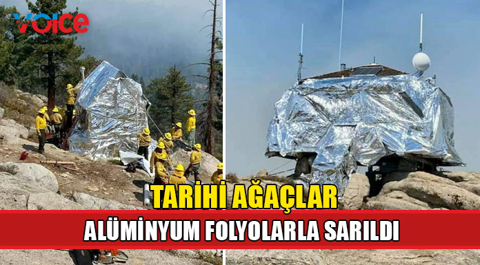 Kaliforniya'da yangına karşı tarihi ağaçlar için özel çaba harcanıyor
