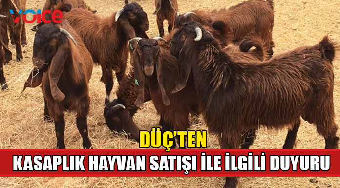 DÜÇ kasaplık havan satışı yapacak
