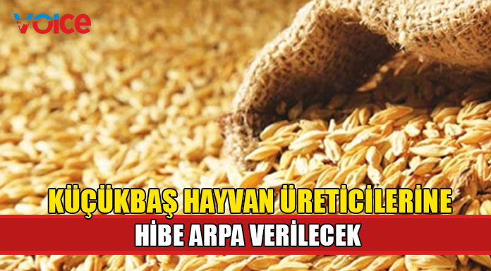 Küçükbaş hayvan üreticilerine hibe arpa verilecek