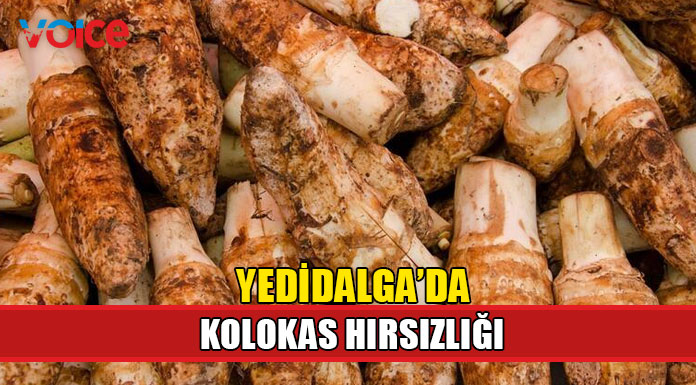 Kolokasları çalan 3 kişi tutulandı!