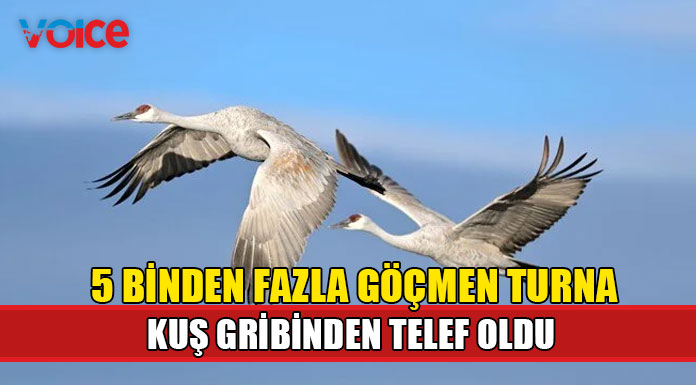 İsrail'de 5 binden fazla göçmen turna, kuş gribinden telef oldu