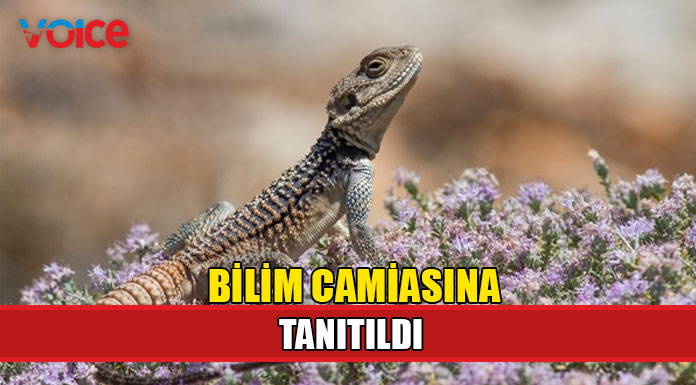 Kuşkor "Gurkuda" hakkında yeni bir genetik çalışma yayımlandığını açıkladı