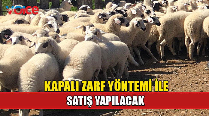 DÜÇ'ten kasaplık hayvan satışı duyurusu