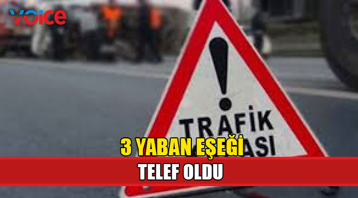Eşek sürüsüne çarptı...3 yaban eşeği telef oldu