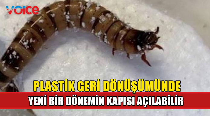 Bilim insanları plastik atıkları parçalayabilen süper solucanlar keşfetti