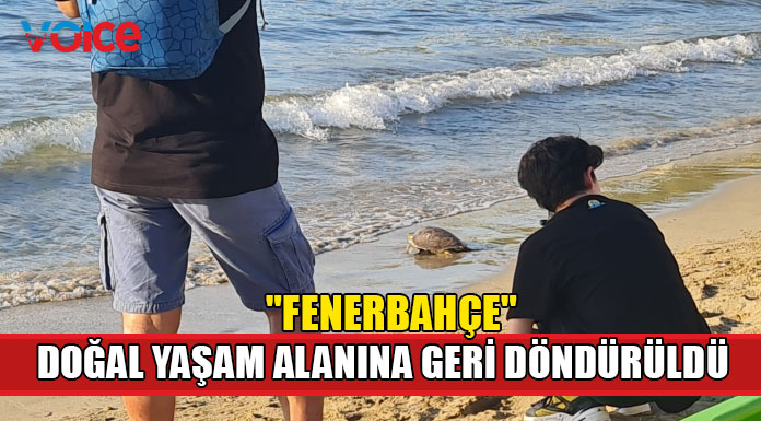 “Fenerbahçe” isimli deniz kaplumbağası doğal yaşam alanına geri döndürüldü