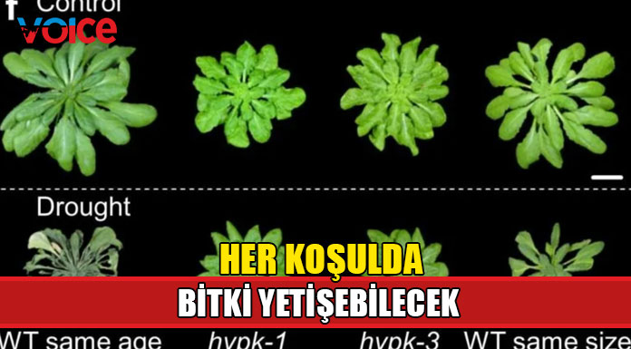 Kuraklığa dayanıklı bitki geliştirildi