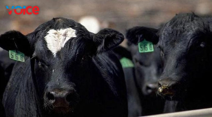 Thousands of U.S. cattle buried, dumped at Kansas landfill