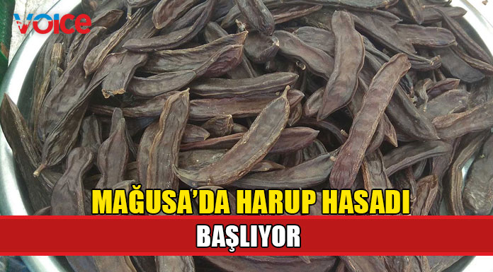 Mağusa’da "harup hasadı" 15 Ağustos’ta başlıyor