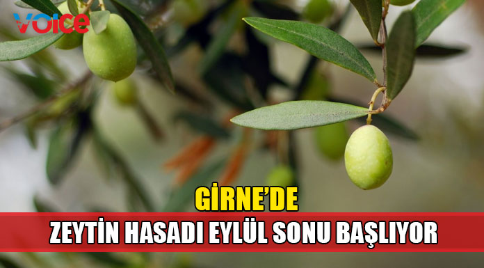 Girne ilçesinde yerli zeytin hasadı 23 Eylül’de başlıyor