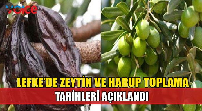Lefke Kaymakamlığı zeytin ve harup toplama tarihlerini açıkladı
