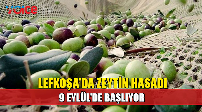 Lefkoşa ilçesi sınırları içinde zeytin hasadına başlama tarihi duyuruldu