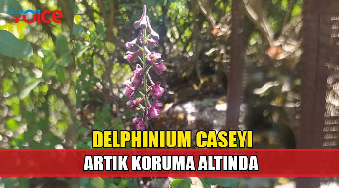 Endemik bitkilerimizden Delphinium Caseyi koruma altına alındı