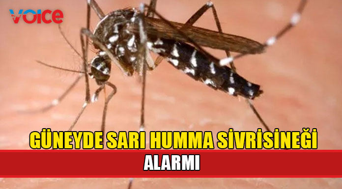 Güneyde Sarı Humma Sivrisineği tespit edildi