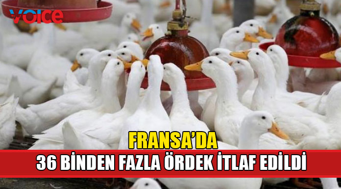 Kuş gribi salgını nedeniyle 36 bin 500 ördek itlaf edildi