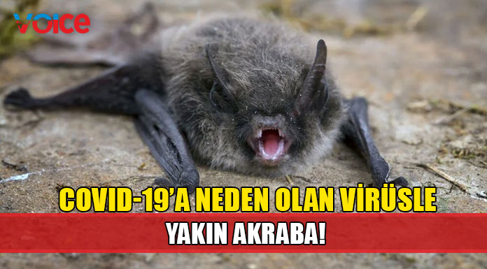 Çin'de hayvanlardan insanlara bulaşabilen yeni bir virüs tespit edildi