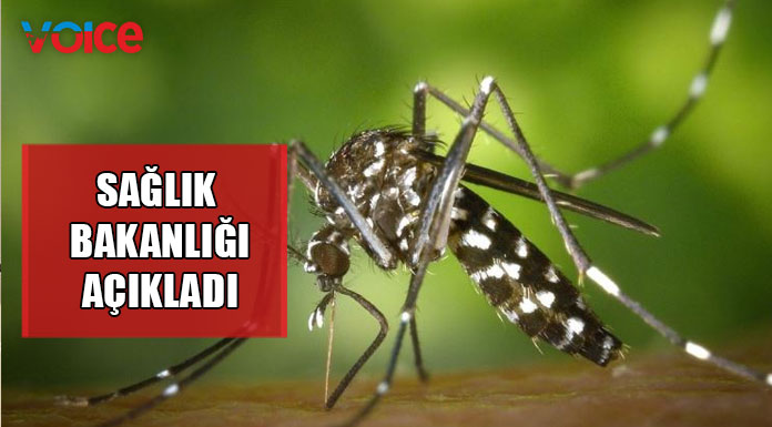 Girne'de Asya kaplan sivrisineği tespit edildi