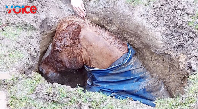 Trapped horse rescued by fire crews from Mirfield sinkhole