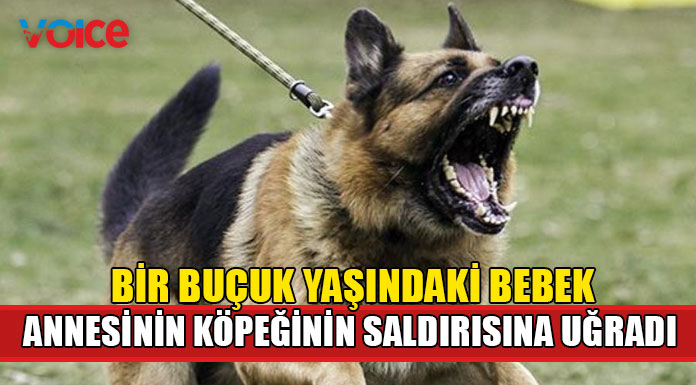 Belçika'da köpek saldırısına uğrayan bebeğin kolu ve bacağı kesildi