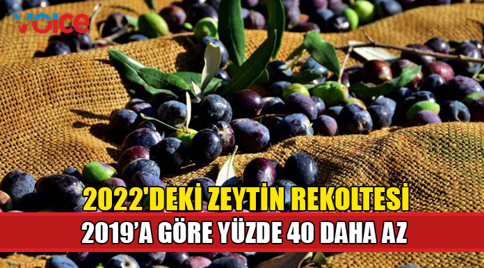 Zeytin rekoltesi üreticiyi güldürmedi