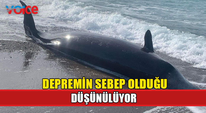 Güneyde de balinalar sahile vurdu