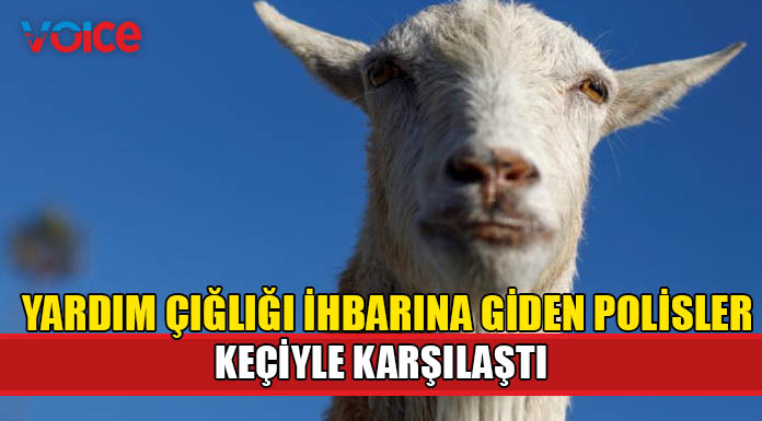 Yardım çığlığı ihbarına giden polisler, "çok üzgün" bir keçiyle karşılaştı