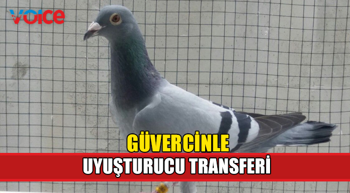 Güvercin aracılığıyla uyuşturucu transferi