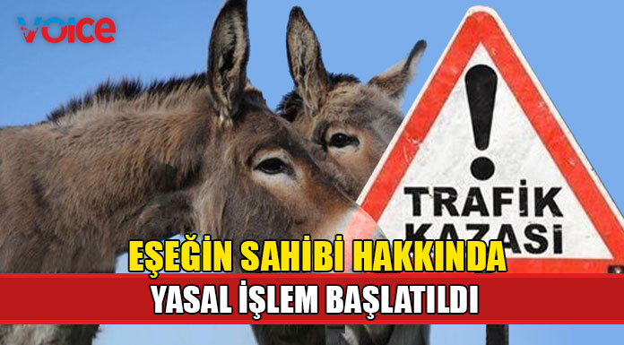 Eşeğe çarpan alkollü araç sürücüsü tutuklandı