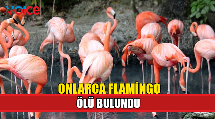 Çok sayıda flamingonun ölümüyle ilgili soruşturma başlatıldı