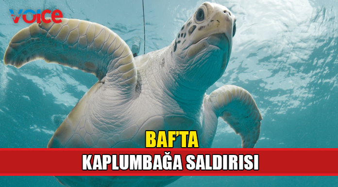 Denizde yüzen şahıs kaplumbağa tarafından ısırıldı