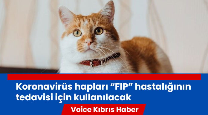 Güney Kıbrıs’ta koronavirüs hapları kedilerde kullanılacak