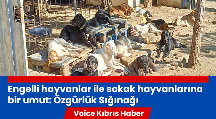 Özgürlük Sığınağı, bağışçıların desteğini bekliyor