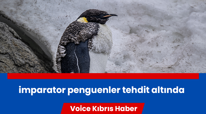 Küresel ısınma "Beyaz Kıta'nın imparatoru"nu tehdit ediyor