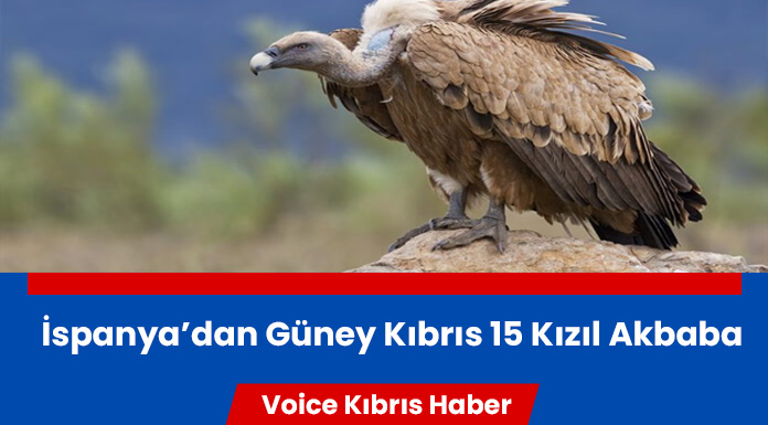 Güney Kıbrıs’a gönderilen akbaba sayısı 44’e ulaştı