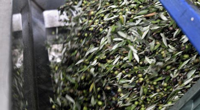 Baf, "Zeytin Ağacının Yolları" Kültür Rotasını geliştiriyor