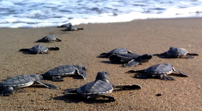 Karşıyaka Güzelyalı Halk Plajı’nda bugün 5. Caretta Caretta Şenliği düzenleniyor