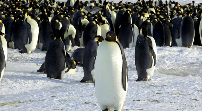 Penguenler ve foklar tehlikede