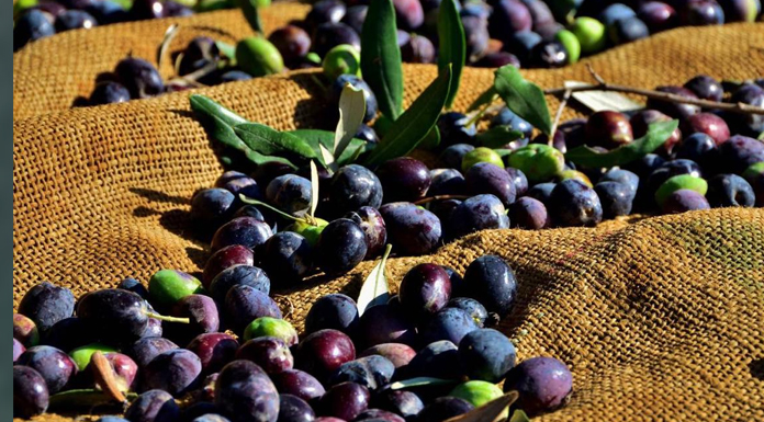KKTC’de 2024 zeytin rekoltesi 9-10 bin ton olarak gerçekleşti