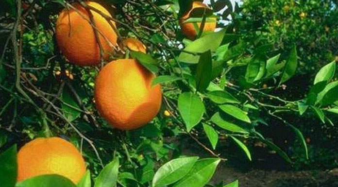Cypfruvex ödeme takvimini açıkladı