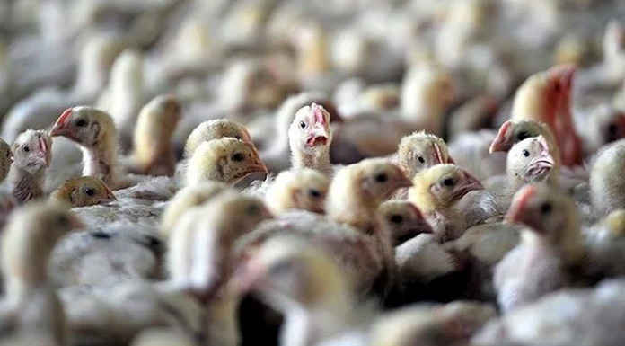 Almanya’da kuş gribi önlemi: Kümes hayvanları kapalı tutulacak