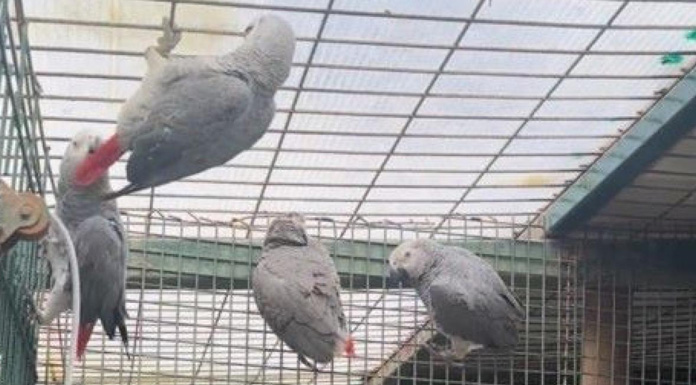 İstanbul Havalimanı'nda bavul içinde ülkeye sokulmak istenen 20 Afrika gri papağanı ele geçirildi